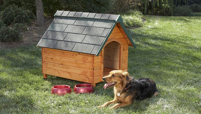 how to build a beginner dog house
