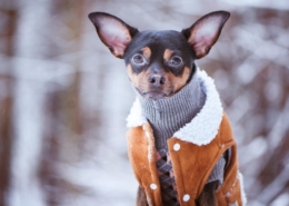Dog in a snow jacket