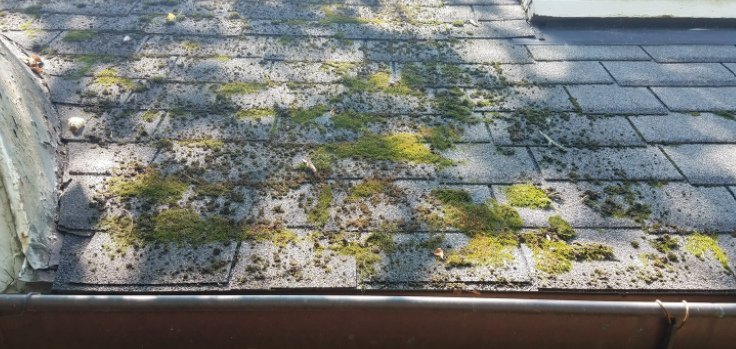 mold on roof 